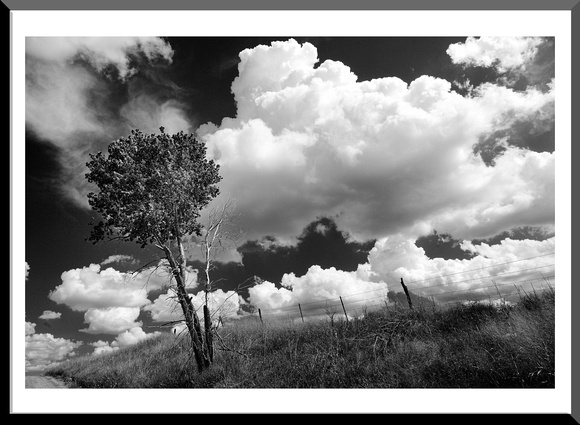 TREE AND CLOUDS WELLS FARGO ROAD