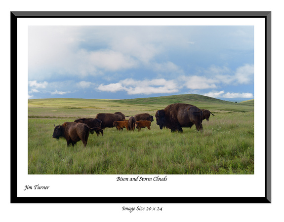 BISON and STORM CLOUDS